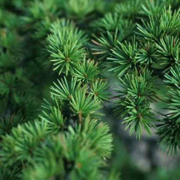 Buy Hardy Cedar of Lebanon (Cedrus Libani 100 seeds online