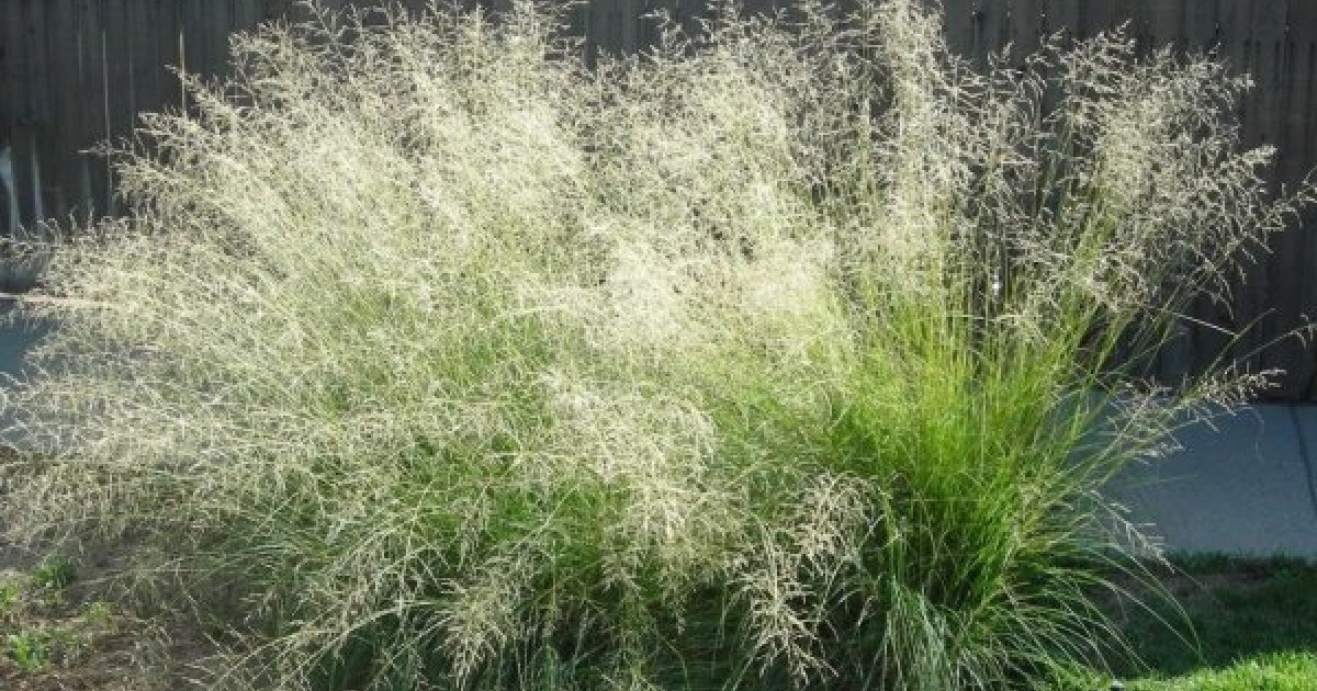 lovegrass seed