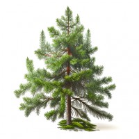 Conifer / Evergreen