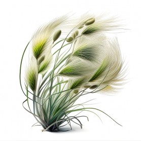 Ornamental Grasses Ornamental Grasses