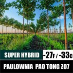 Paulownia Pao Tong Z07 (Paulownia Hybrid) 200 seeds