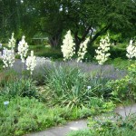 Adam's Needle (Yucca Filamentosa) 30 seeds