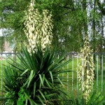 Adam's Needle (Yucca Filamentosa) 10 seeds