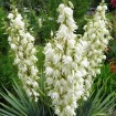 Adam's Needle (Yucca Filamentosa) 50 seeds