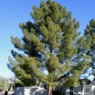 Afghan Pine (Pinus Eldarica) 5 seeds