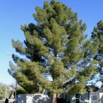 Afghan Pine (Pinus Eldarica) 10 seeds