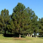 Afghan Pine (Pinus Eldarica) 20 seeds