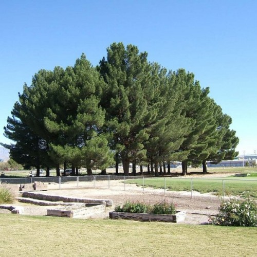 Afghan Pine (Pinus Eldarica) 10 seeds