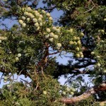 Alligator Juniper (Juniperus Deppeana) 10 seeds