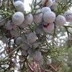 Alligator Juniper (Juniperus Deppeana) 10 seeds