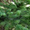 Alpine Fir (Abies Lasiocarpa) 20 seeds