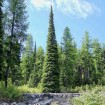 Alpine Fir (Abies Lasiocarpa) 20 seeds