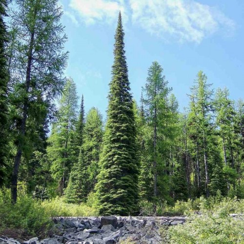 Alpine Fir (Abies Lasiocarpa) 5 seeds