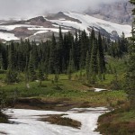 Alpine Fir (Abies Lasiocarpa) 5 seeds