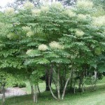 American Angelica Tree (Aralia Spinosa) 15 seeds