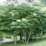 American Angelica Tree (Aralia Spinosa) 25 seeds