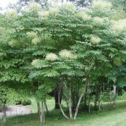 American Angelica Tree (Aralia Spinosa) 100 seeds