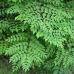 American Angelica Tree (Aralia Spinosa) 15 seeds