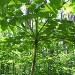 American Angelica Tree (Aralia Spinosa) 25 seeds