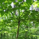 American Angelica Tree (Aralia Spinosa) 15 seeds