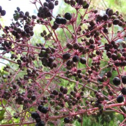 American Angelica Tree (Aralia Spinosa) 15 seeds