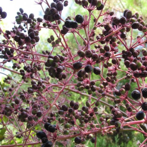 American Angelica Tree (Aralia Spinosa) 25 seeds