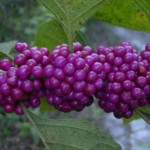 American Beautyberry (Callicarpa Americana) 30 seeds