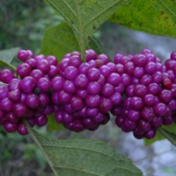 American Beautyberry (Callicarpa Americana) 15 seeds