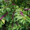 American Beautyberry (Callicarpa Americana) 30 seeds