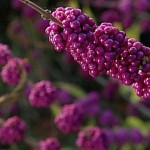 American Beautyberry (Callicarpa Americana) 60 seeds