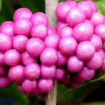 American Beautyberry (Callicarpa Americana) 60 seeds