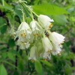 American Bladdernut (Staphylea Trifoliate) 5 seeds