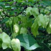 American Bladdernut (Staphylea Trifoliate) 5 seeds