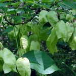 American Bladdernut (Staphylea Trifoliate) 5 seeds