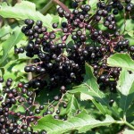 American Elderberry (Sambucus Canadensis) 100 seeds