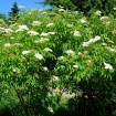 American Elderberry (Sambucus Canadensis) 100 seeds