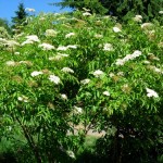 American Elderberry (Sambucus Canadensis) 50 seeds