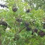 American Elderberry (Sambucus Canadensis) 15 seeds