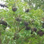 American Elderberry (Sambucus Canadensis) 30 seeds