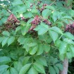 American Elderberry (Sambucus Canadensis) 30 seeds