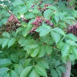 American Elderberry (Sambucus Canadensis) 15 seeds