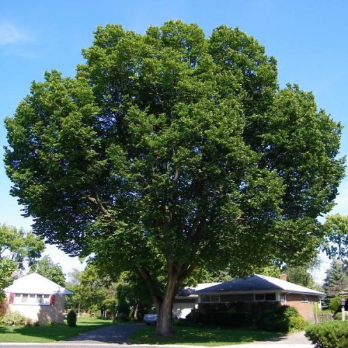 American Elm (Ulmus Americana) 25 seeds