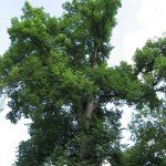 American Elm (Ulmus Americana) 25 seeds