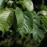 American Elm (Ulmus Americana) 50 seeds