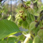 American Elm (Ulmus Americana) 30 seeds