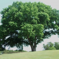 American Elm (Ulmus Americana) 30 seeds