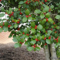 American Holly (Ilex Opaca) 30 seeds