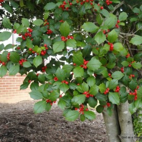 American Holly (Ilex Opaca) 15 seeds