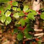 American Holly (Ilex Opaca) 30 seeds