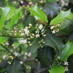 American Holly (Ilex Opaca) 30 seeds